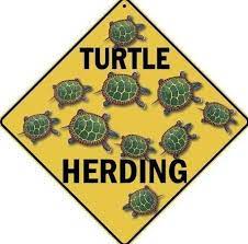 You are currently viewing Turtle Herding and the Delta Variant