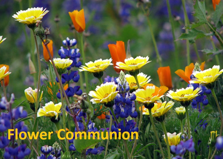 Read more about the article Bloom Where We Are Planted (Flower Communion)-Multigenerational In-Person and Virtual Worship